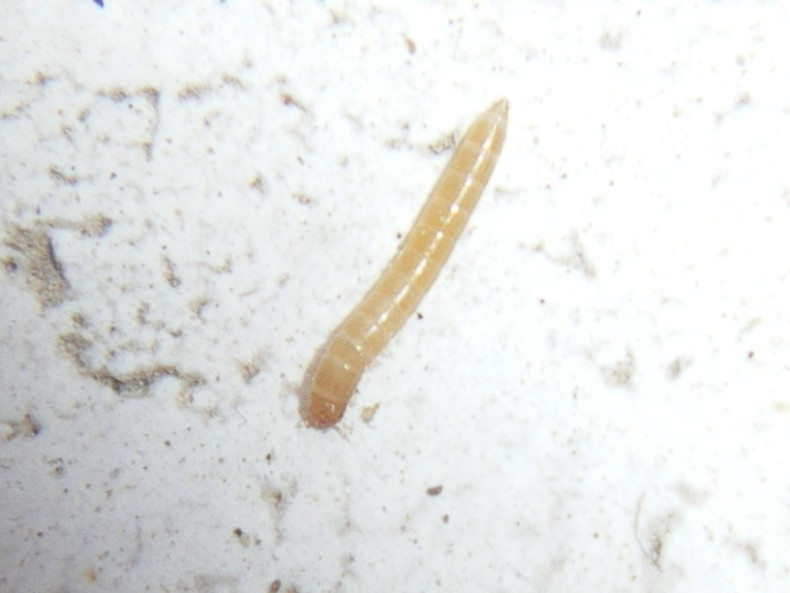 Tenebrio obscurus: confronto larve con T. molitor